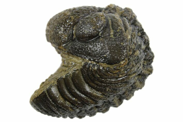 Long Partially Enrolled Morocops Trilobite - Morocco #296614